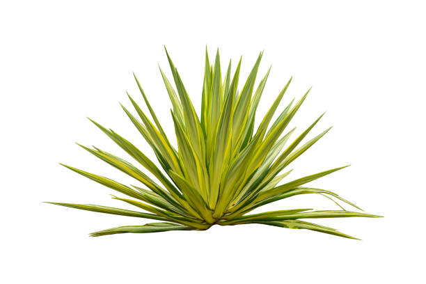istock agave isolated on white background, with clipping path. HD Image and Large Resolution. can be used as wallpaper 1215490208