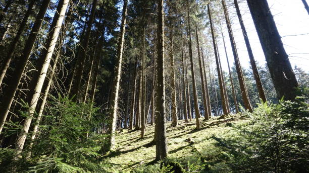 istock Forest in Bergisches Land 1215491490