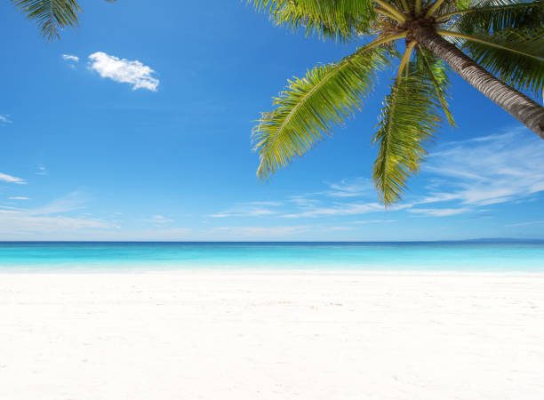 istock Exotic tropical beach with coconut palm tree and turquoise sea 1215492316