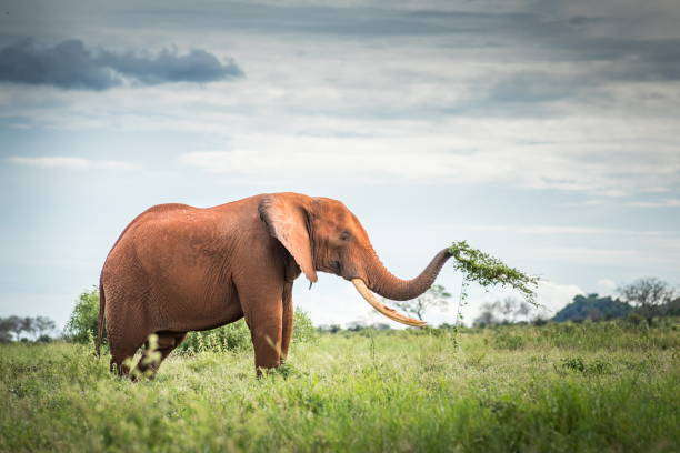 safari in kenia und uganda. reisen tansania afrikanischen roten elefanten isoliert in der savanne. - lake nakuru stock-fotos und bilder