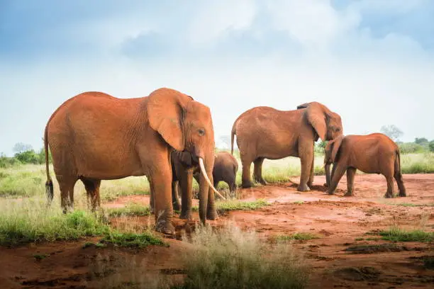 Red elegant and elephants family in the savanna during the safari tours in the wild National park and reserve Safari excursion in Kenya, Tanzania Africa, Travel Uganda