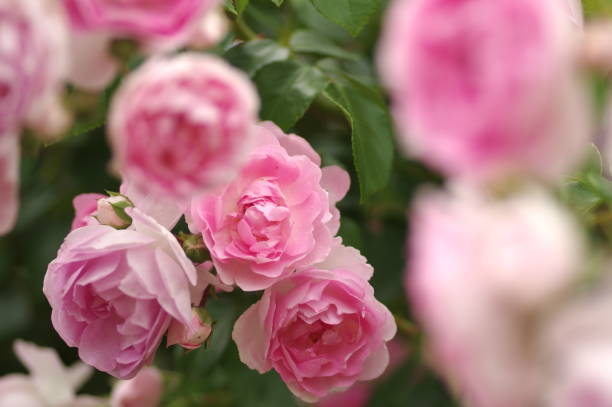 istock Roses at rose field. 1215495964