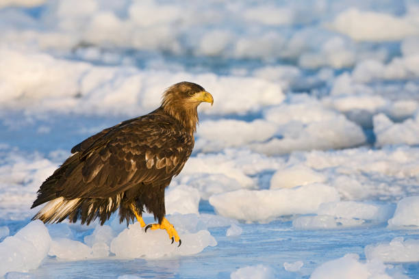 istock Wintering White-tailed Eagle (Haliaeetus albicilla) on Hokkaido, Japan. 1215496083