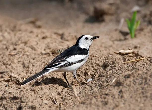 Male Amur Wagtail (Motacilla leucopsis) in China during spring.