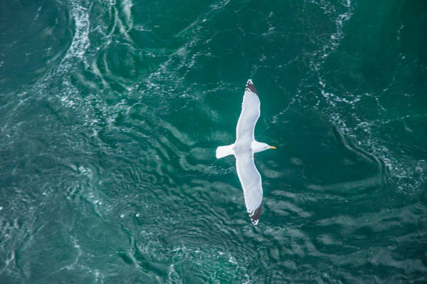agitated ocean waves from above - with seagull