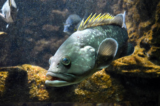 istock Beautiful predatory fish in the aquarium 1215497591