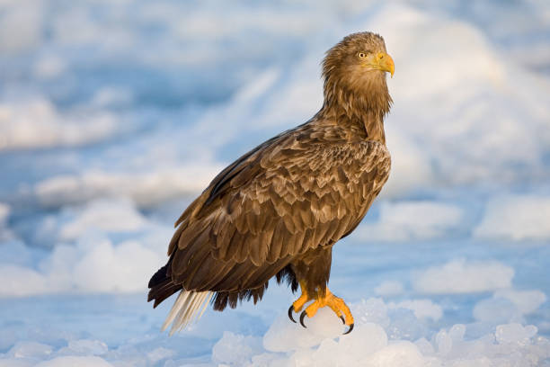 istock Wintering White-tailed Eagle (Haliaeetus albicilla) on Hokkaido, Japan. 1215498545