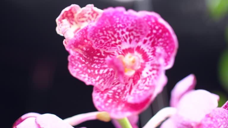 Close-up Beautiful Orchids