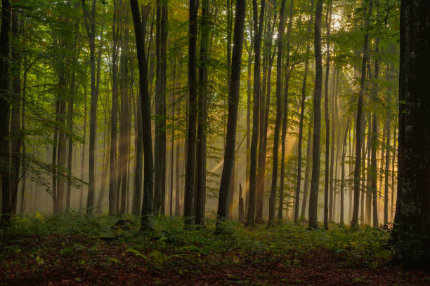 istock Foggy Forest. Morning in the forest. 1215498971
