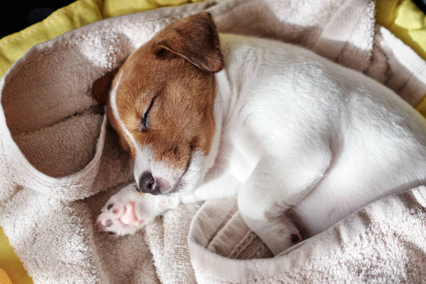 istock Jack russel terrier dog sleep in the bed 1215500467