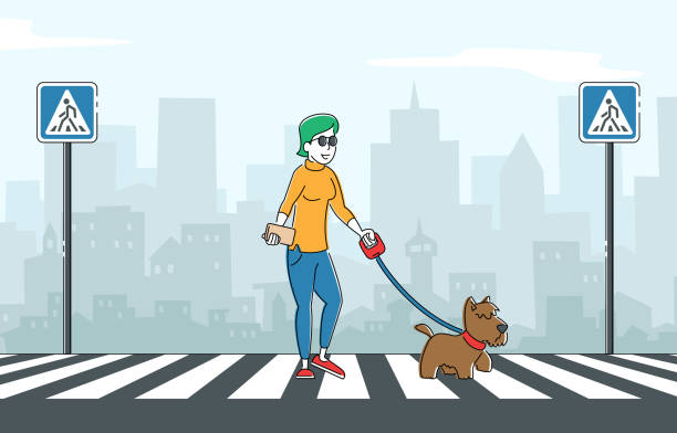 blinde frau zu fuß mit guide dog crossing street entlang zebra. spezielle ausgebildete tier hilft behinderten weiblichen charakter in der stadt zu gehen. sehbehinderung, augenkrankheit. lineare vektor-illustration - crossing zebra crossing crosswalk street stock-grafiken, -clipart, -cartoons und -symbole