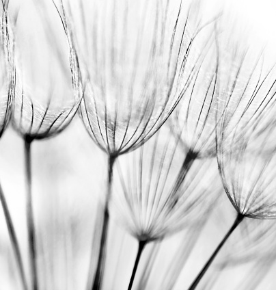 Black and white abstract dandelion flower background, extreme closeup with soft focus
