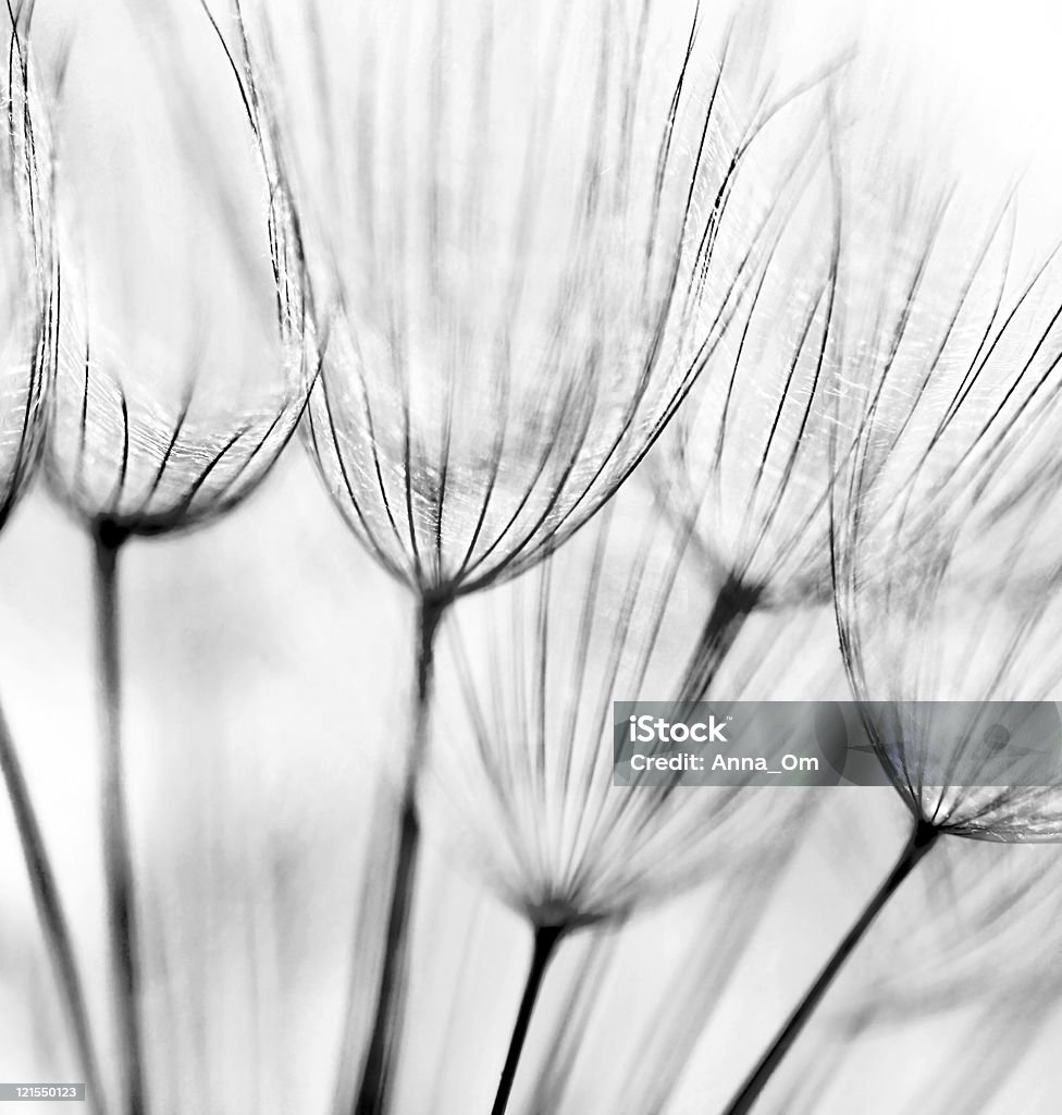 Kwiat Mniszek Streszczenie tło - Zbiór zdjęć royalty-free (Czarno biały)