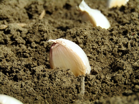 Planted garlic in spring close-up