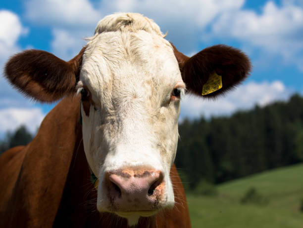 istock Cow in measow, natural habitat 1215502220