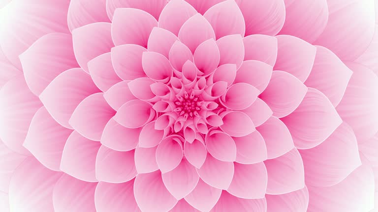 Blooming Pink Flower. Seamless Looped.