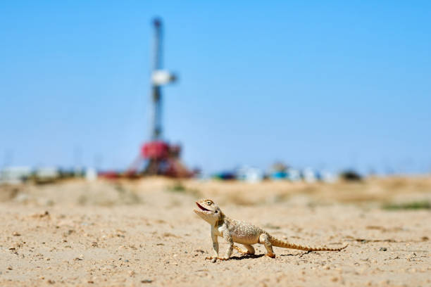 Agama is the name of the genus of a group of small, long-tailed, insectivorous lizards, and the common name of these lizards