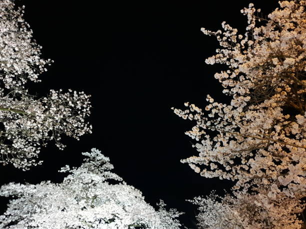 Cherry Blossom In Midnight Black And White Stock Photo - Download