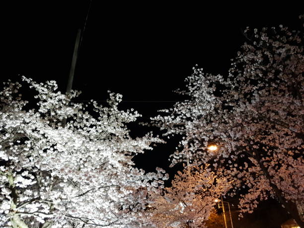 a beautiful night view of cherry blossoms a beautiful night view of cherry blossoms under the light 7944 stock pictures, royalty-free photos & images