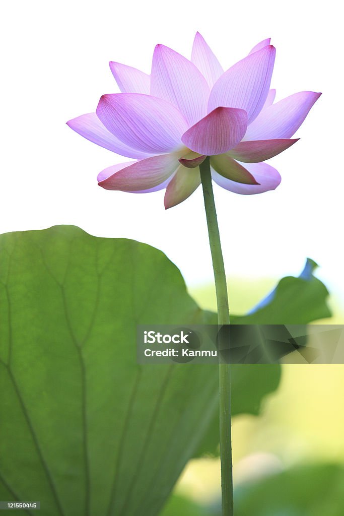 Hermosa Flor de loto - Foto de stock de Aire libre libre de derechos