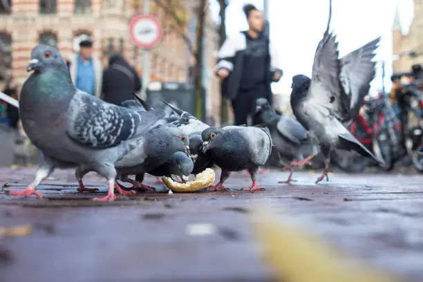 Photo of A flock of pigeons eat bread on the sidewalk.