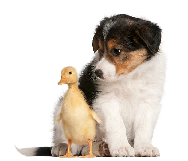 istock Border Collie puppy, playing with a duckling, white background. 121550573