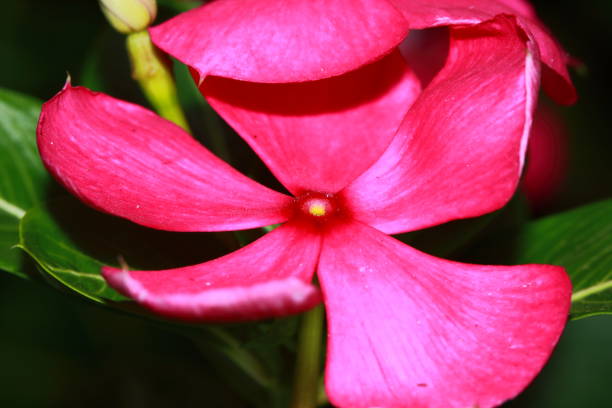 istock Madagascar periwinkle or Catharanthus roseus 1215506278