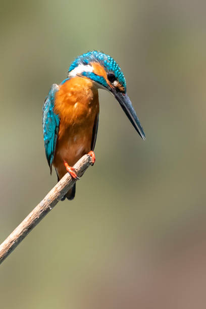 istock Image of common kingfisher (Alcedo atthis) perched on a branch on nature background. Bird. Animals. 1215507242