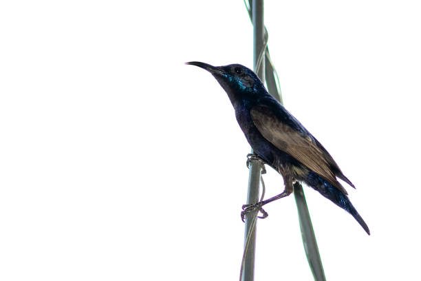 Image of Purple Sunbird (Male) on white background. (Cinnyris asiaticus). Bird. Animals.