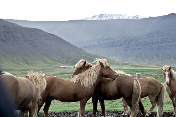 the bond of the horses in Iceland