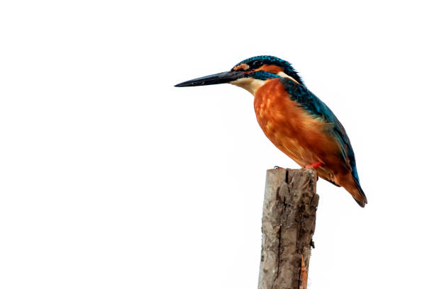 istock Image of common kingfisher (Alcedo atthis) perched on a branch on white background. Bird. Animals. 1215508419