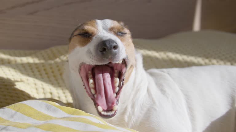 Jack russell terrier yawning while laying on pillow at home in bed