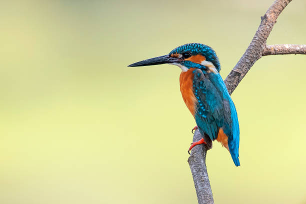 istock Image of common kingfisher (Alcedo atthis) perched on a branch on nature background. Bird. Animals. 1215508528