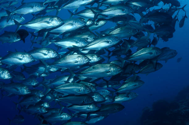 istock herd of carangid fish 1215509160