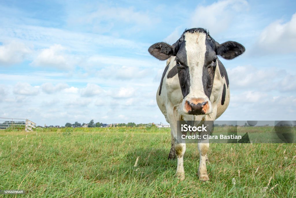 Vaca Enojada Frisian Holstein De Pie Robusto En Un Pasto Bajo Un Cielo Azul  Y Un Horizonte Recto Lejano Foto de stock y más banco de imágenes de Ganado  domesticado - iStock