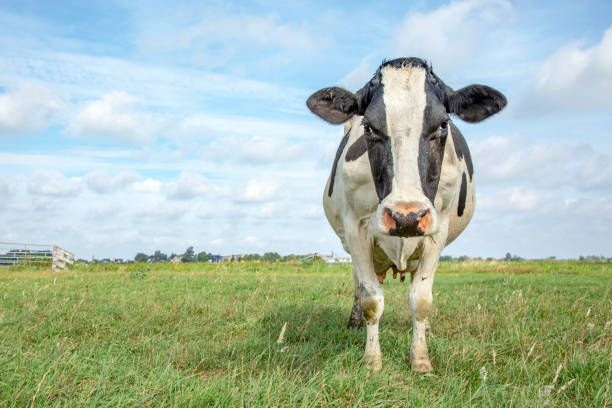 angry cow, frisian holstein, standing sturdy in a pasture under a blue sky and a faraway straight horizon - polder field meadow landscape imagens e fotografias de stock