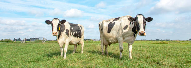 istock Two black and white cows, frisian holstein, standing in a pasture under a blue sky and a straight horizon. 1215509607