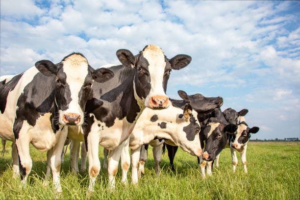 gruppo di mucche che si riuniscono in fila nel pascolo verde, curioso e giocoso sotto il cielo con le nuvole - vacca frisona foto e immagini stock