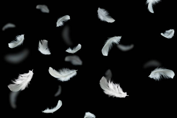 istock Soft white feathers floating in the air on the dark, black background 1215510000