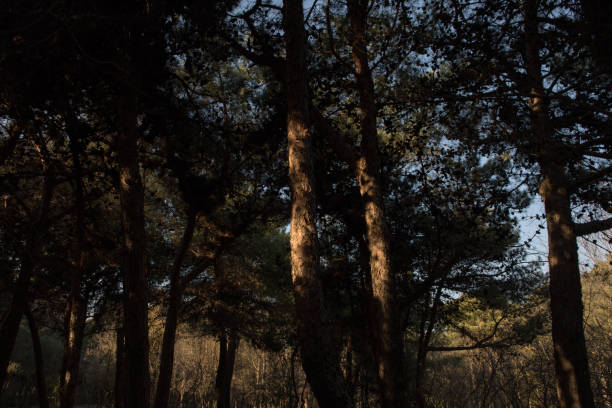 istock Beautiful nature background. Beautiful forest landscape, bright sunlight makes its way through the trunks of pines, amazing sunset, beauty of wild nature 1215511050