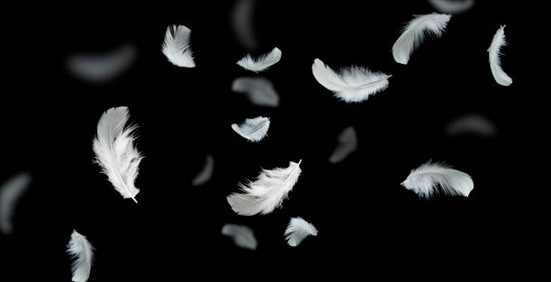 istock Soft white feathers floating in the air on the dark, black background 1215511454