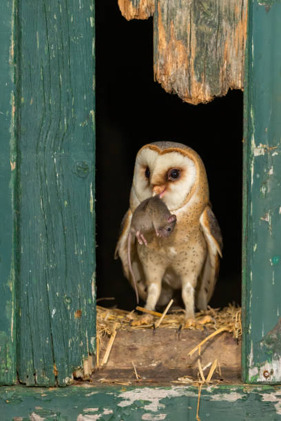 istock barn owl, owl scare, kerkuil, Tyto alba, Schleiereule 1215512304