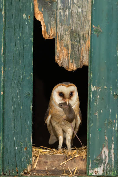 istock barn owl, owl scare, kerkuil, Tyto alba, Schleiereule 1215512347