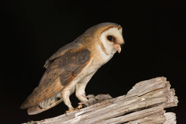 istock barn owl, owl scare, kerkuil, Tyto alba, Schleiereule 1215512533