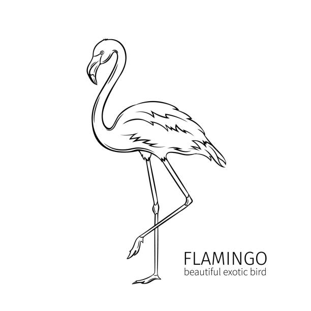 illustrations, cliparts, dessins animés et icônes de flamant, oiseau exotique - flamingo bird isolated animal leg