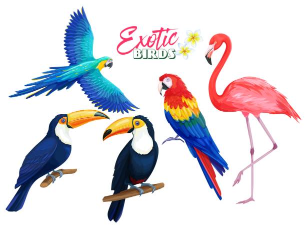 Exotic birds, cartoon style Exotic birds. Parrot, flamingo and toucan. Cartoon iluustration for summer tropical paradise advertising vacation design. pics for toucan flying stock illustrations
