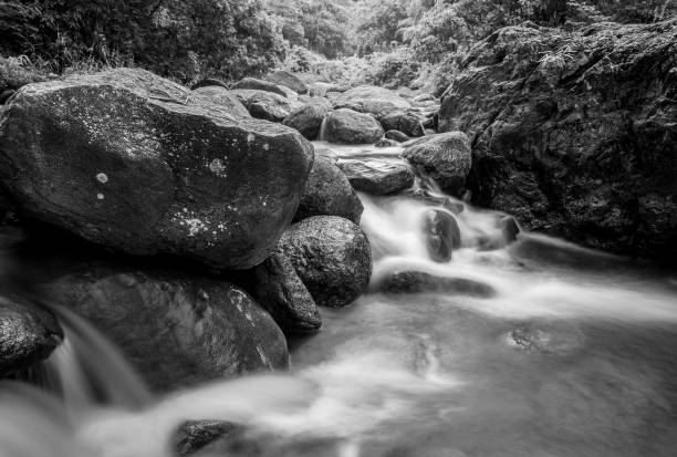 istock River stone and green tree, Stone river and tree leaf in forest, Black and white and monochrome style 1215513862