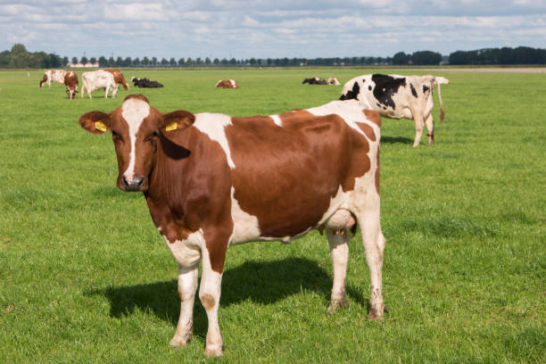 голландские коровы на лугу весной в нидерландах в noordoostpolder flevoland, черные и белые коровы в траве - netherlands windmill farm farmhouse стоковые фото и изображения