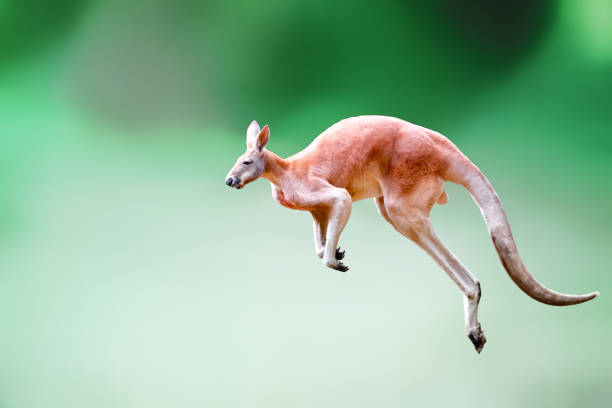 Jumping Kangaroo Red Kangaroo red kangaroo stock pictures, royalty-free photos & images