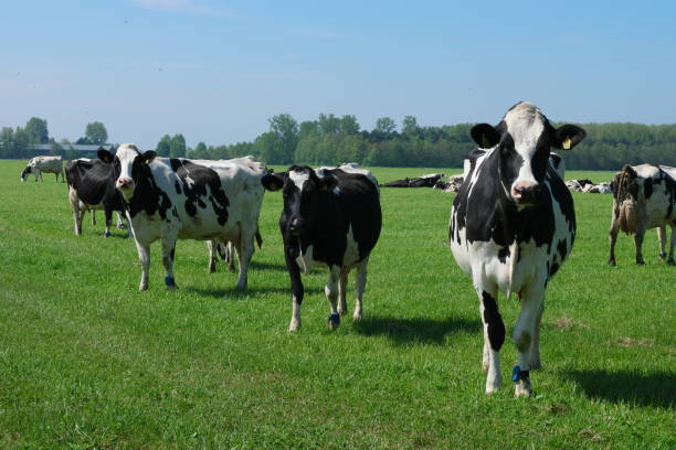 голландские коровы на лугу весной в нидерландах в noordoostpolder flevoland, черные и белые коровы в траве - netherlands windmill farm farmhouse стоковые фото и изображения